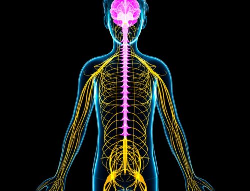 The Hidden Link: Vestibular Spinal Reflex and Chronic Fatigue